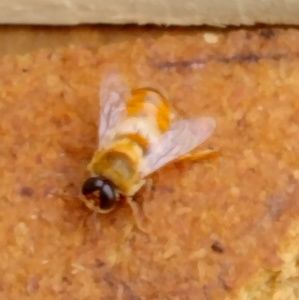 Meet your Posher, Toni